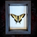 Western Tiger Swallowtail Butterfly