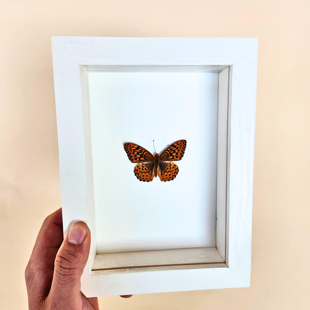 Real Great Basin Fritillary Butterfly