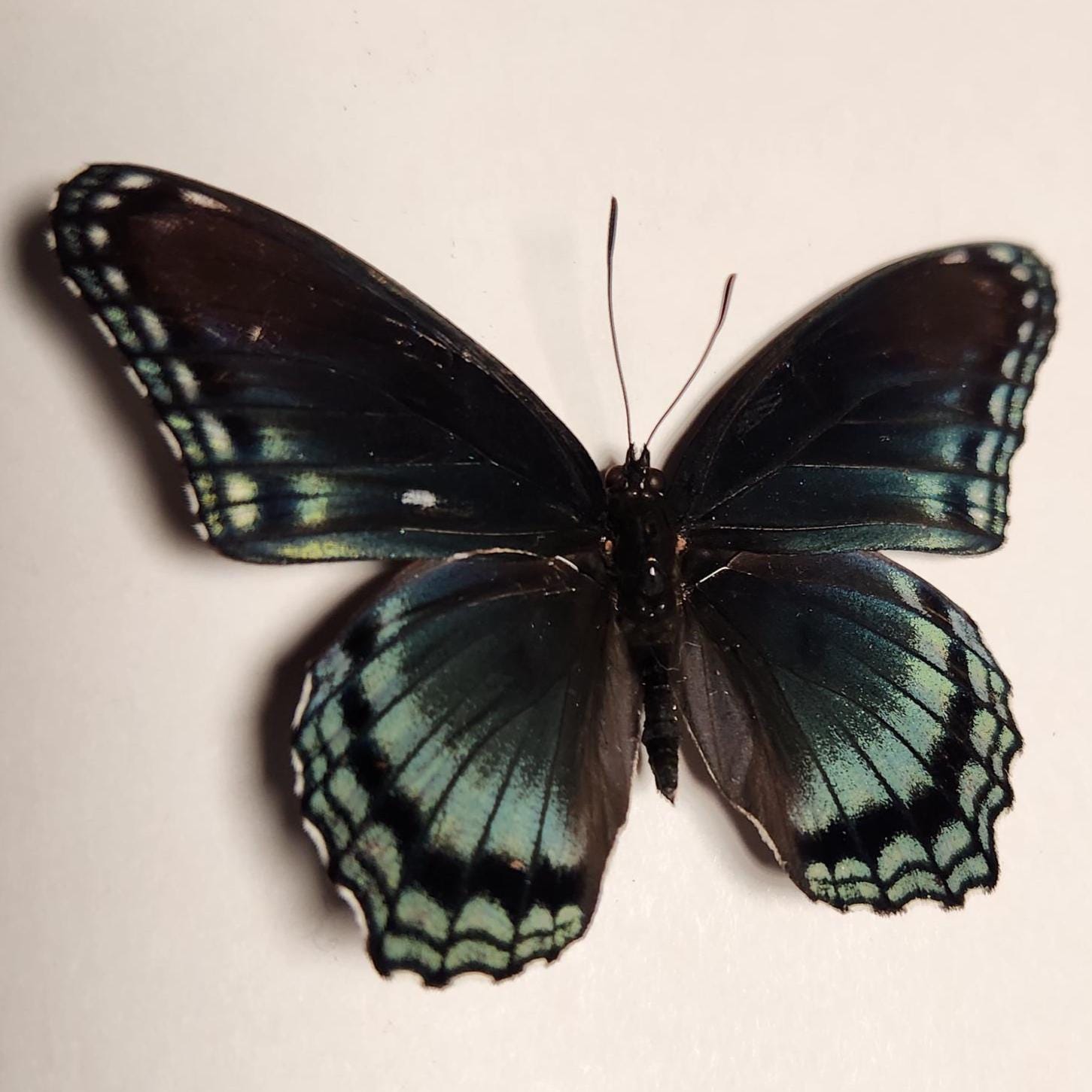 Real Red Spotted Purple Butterfly