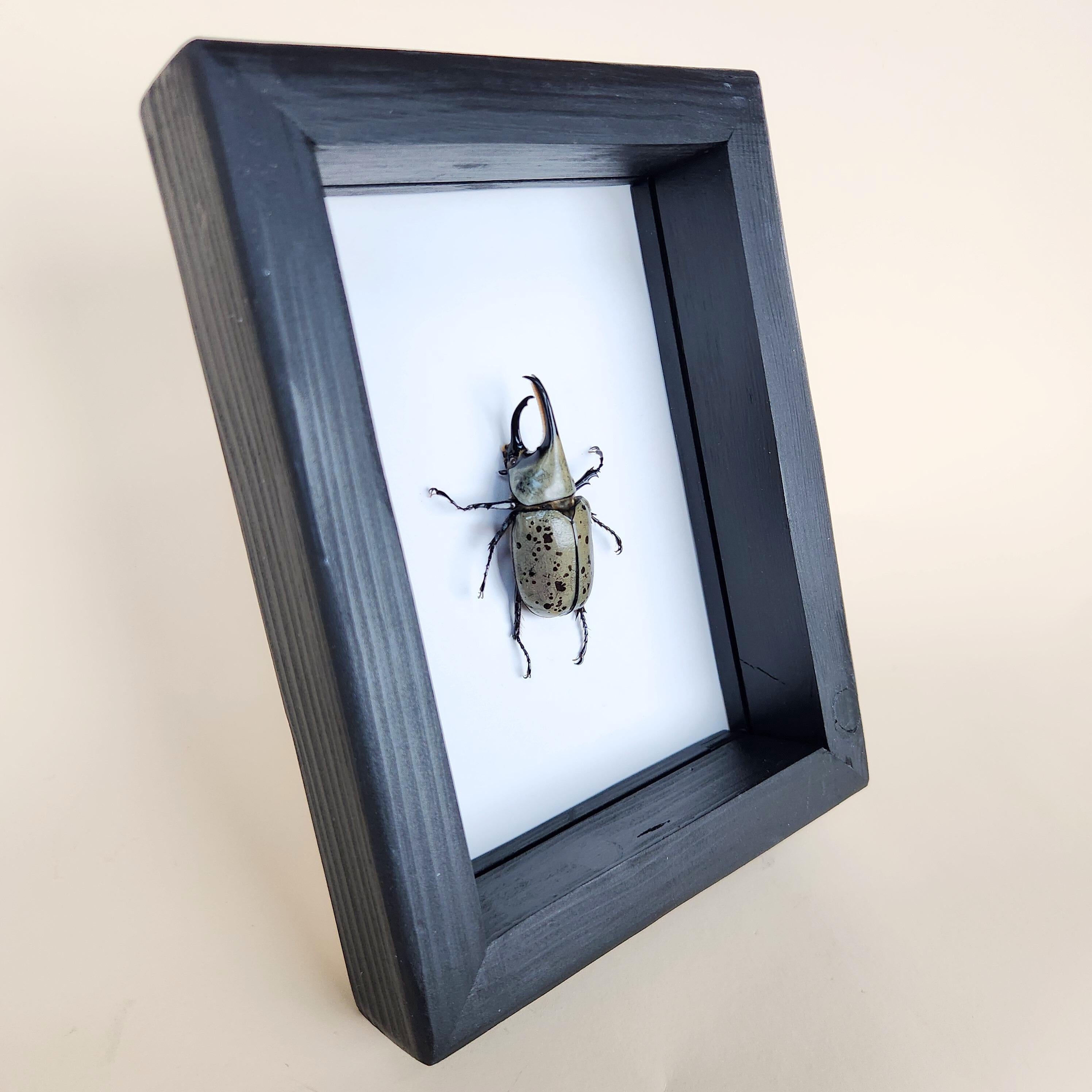 Real Hercules Beetle