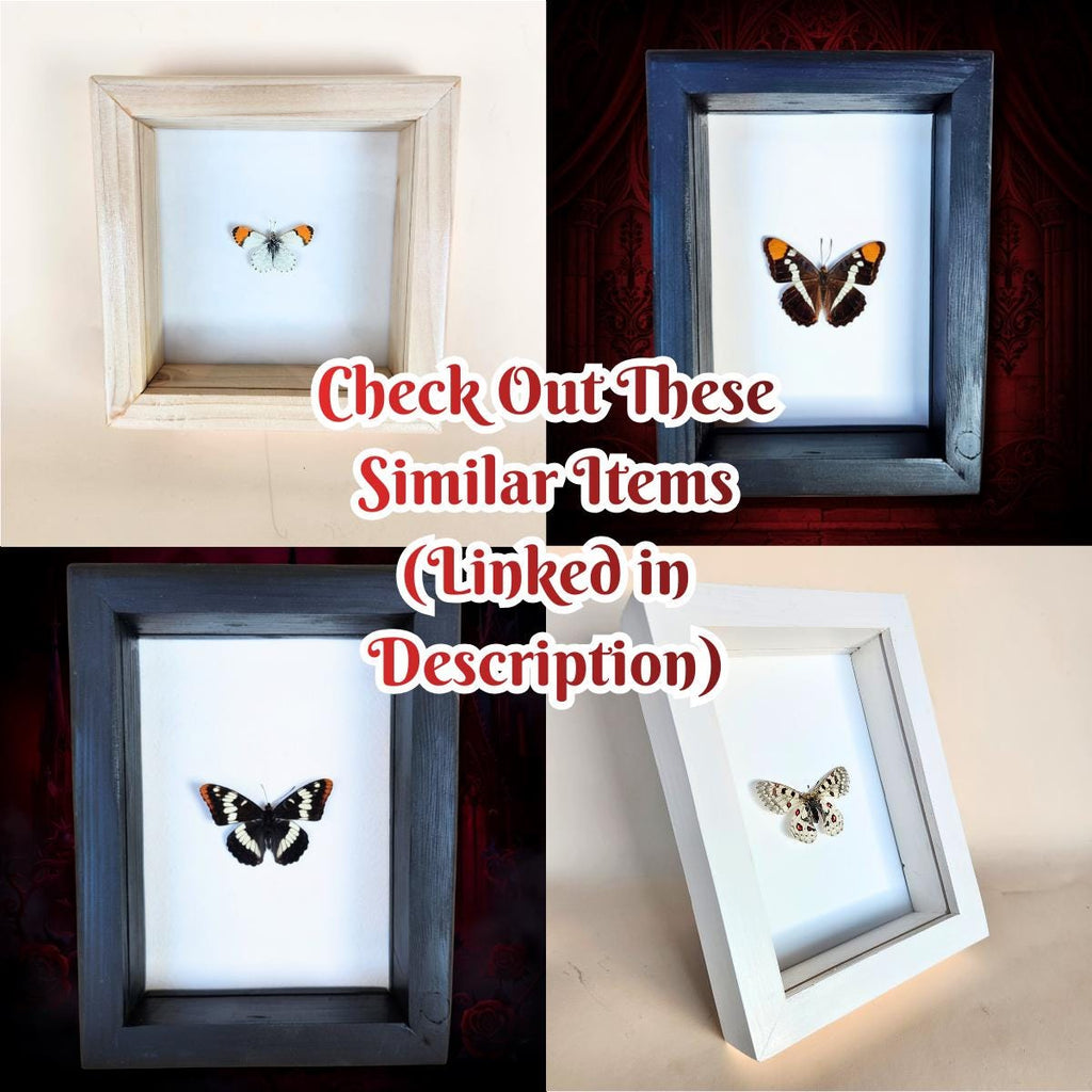 Real Weidemeyer's Admiral Butterfly