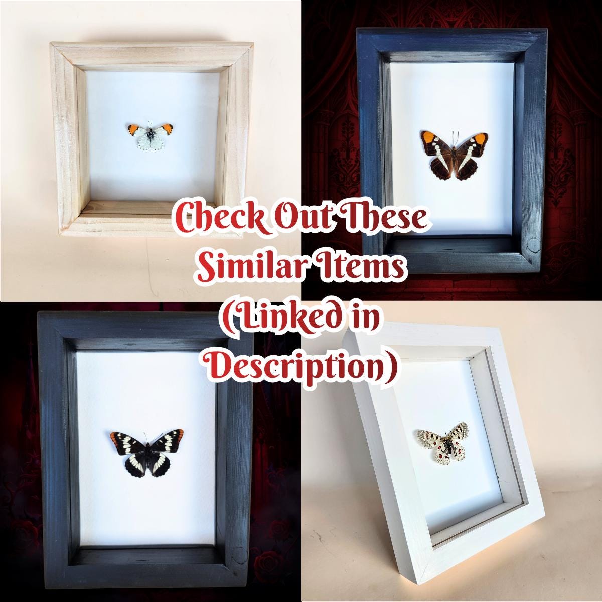 Real Weidemeyer's Admiral Butterfly