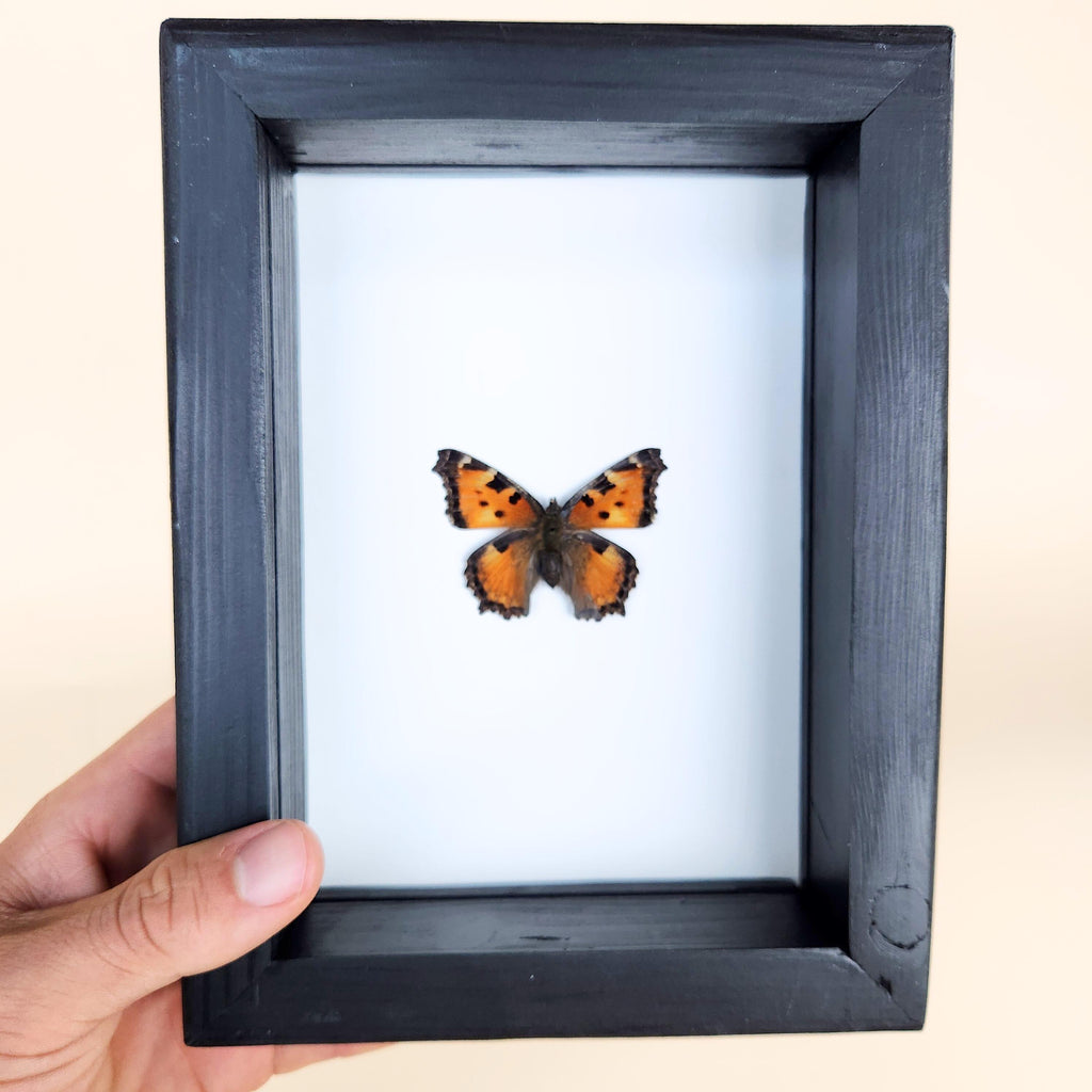 Real California Tortoiseshell Butterfly