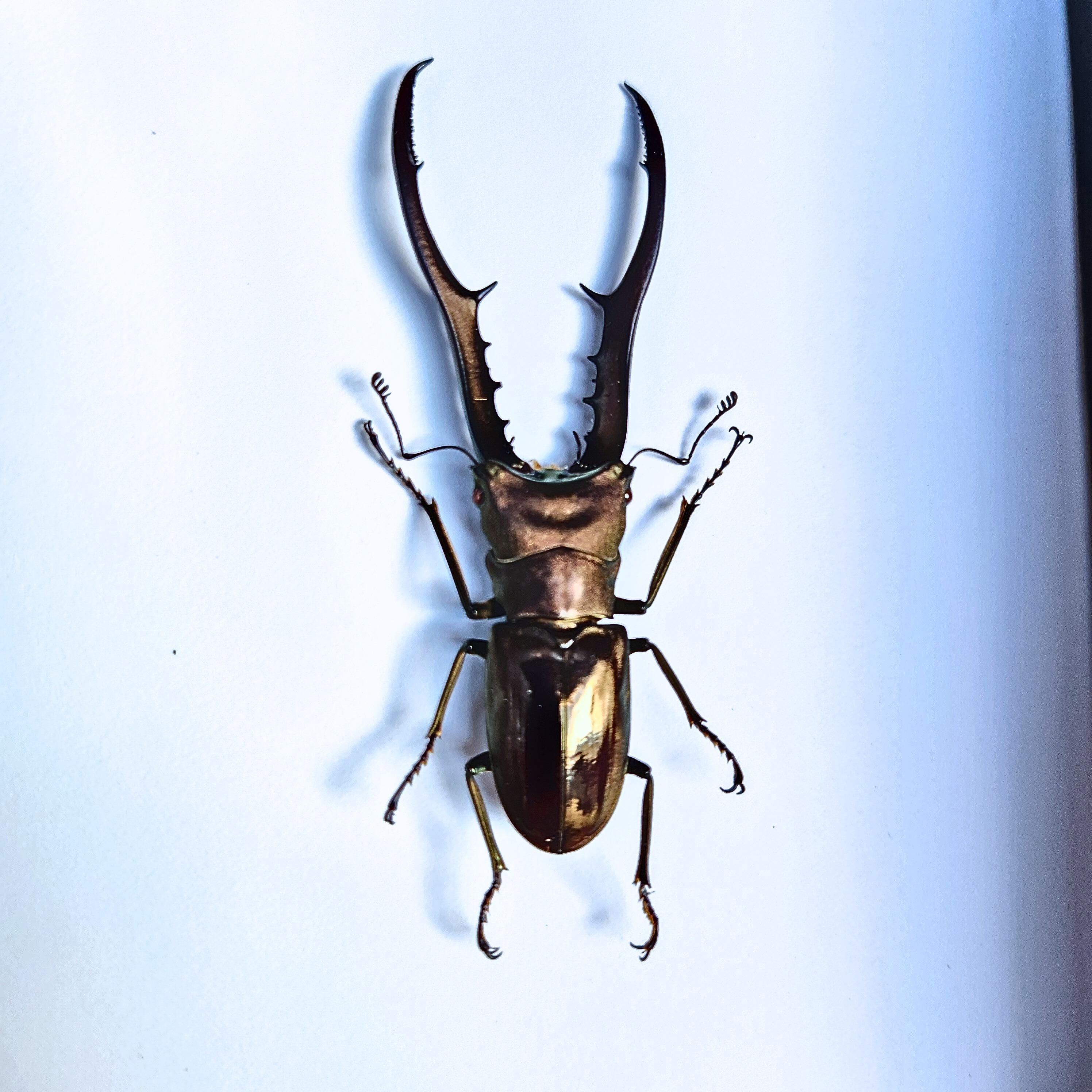 Real Giant Stag Beetle