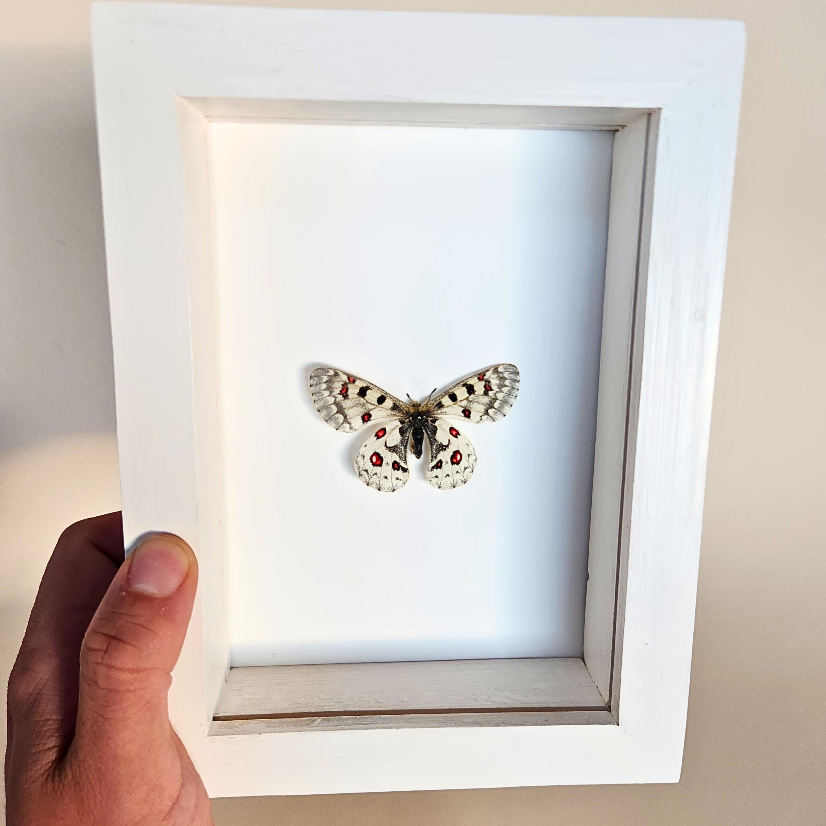 Real Rocky Mountain Parnassian Butterfly