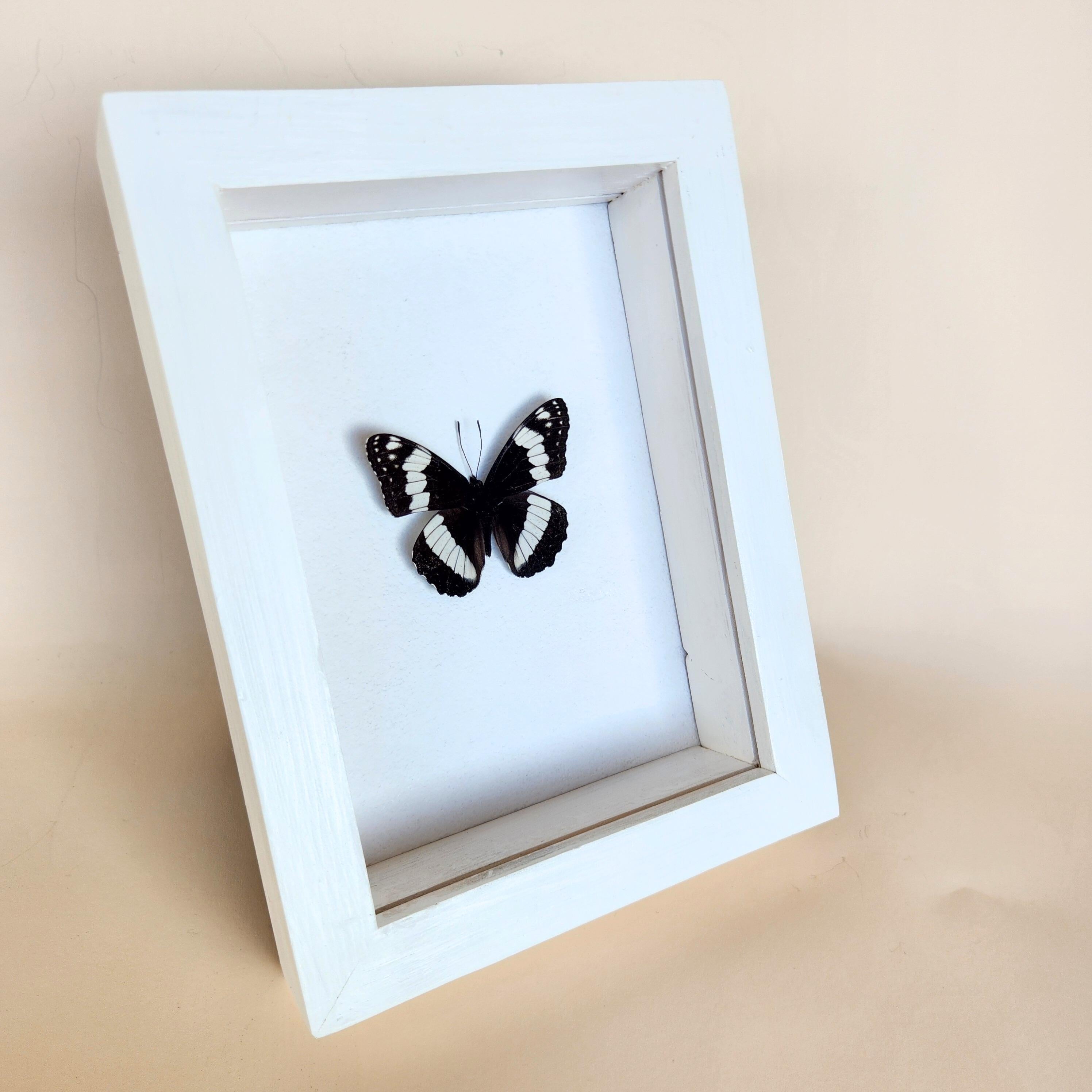 Real Weidemeyer's Admiral Butterfly