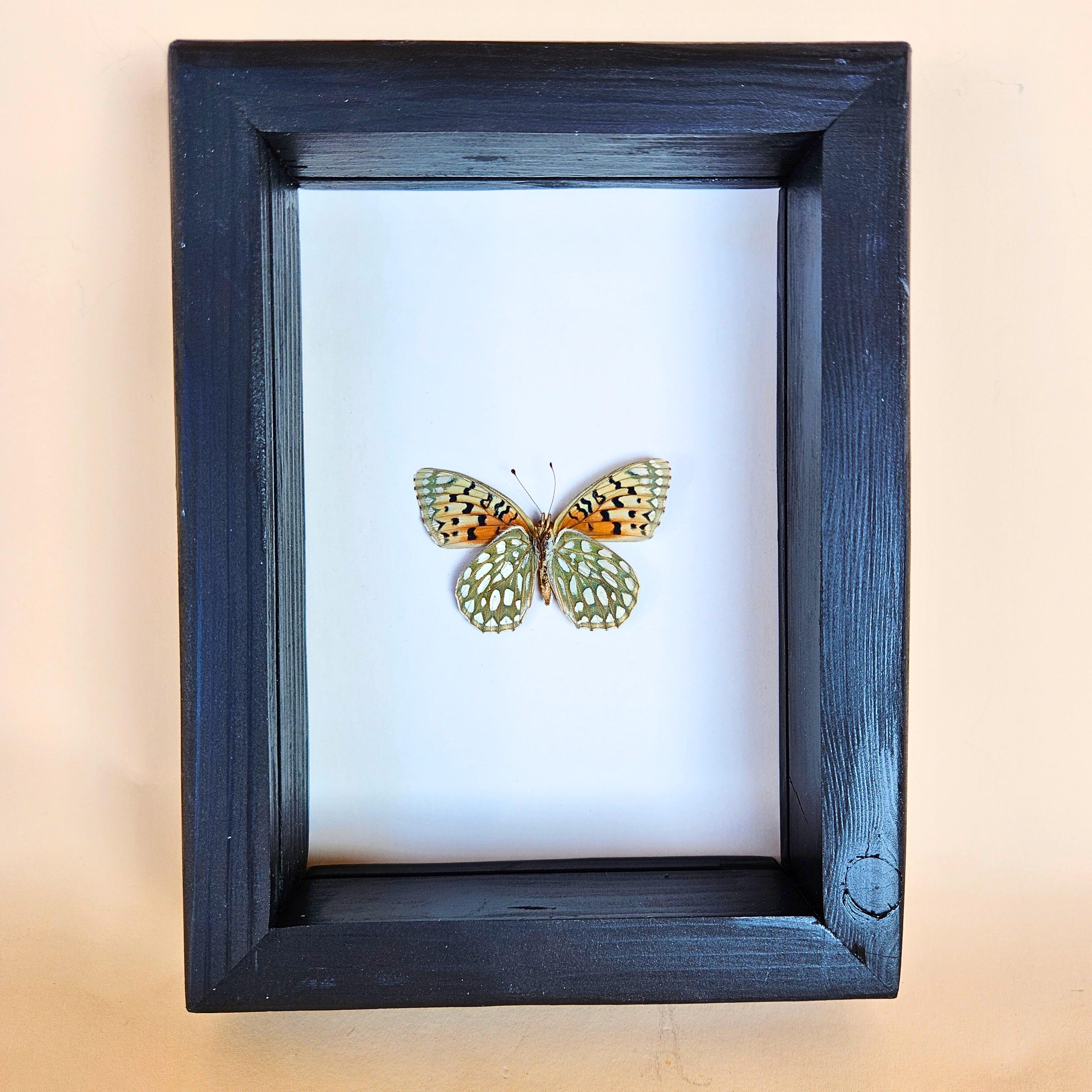 Edward's Fritillary Butterfly