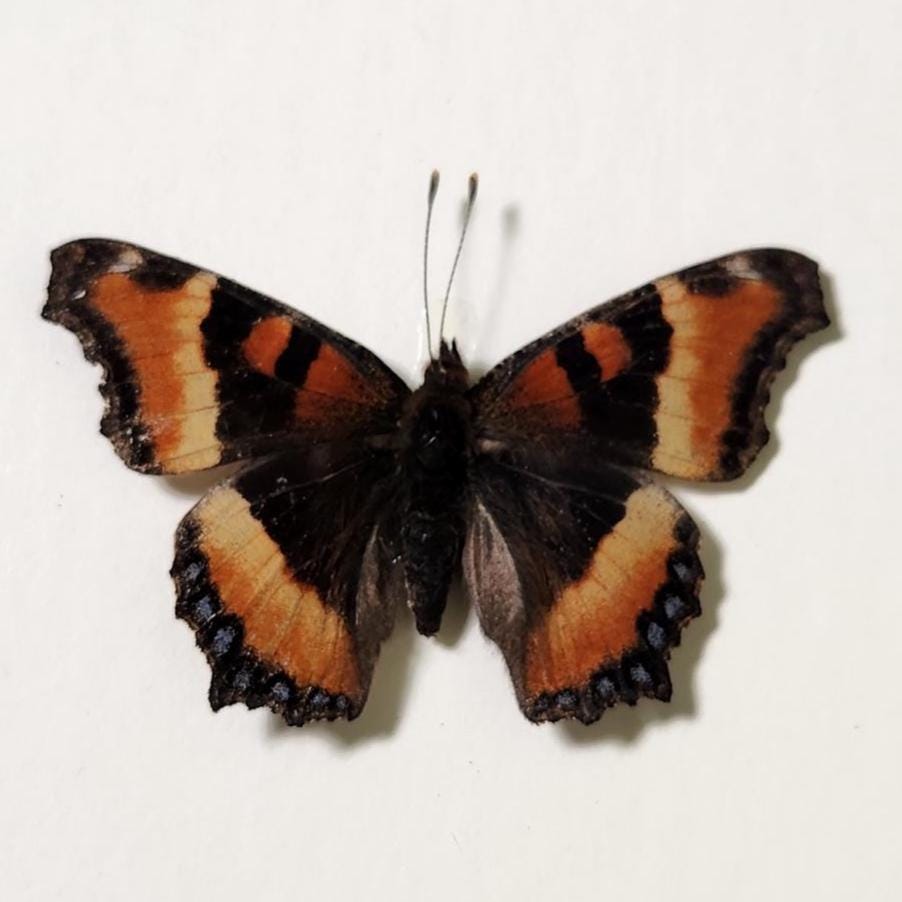 Milbert's Tortoiseshell Butterfly