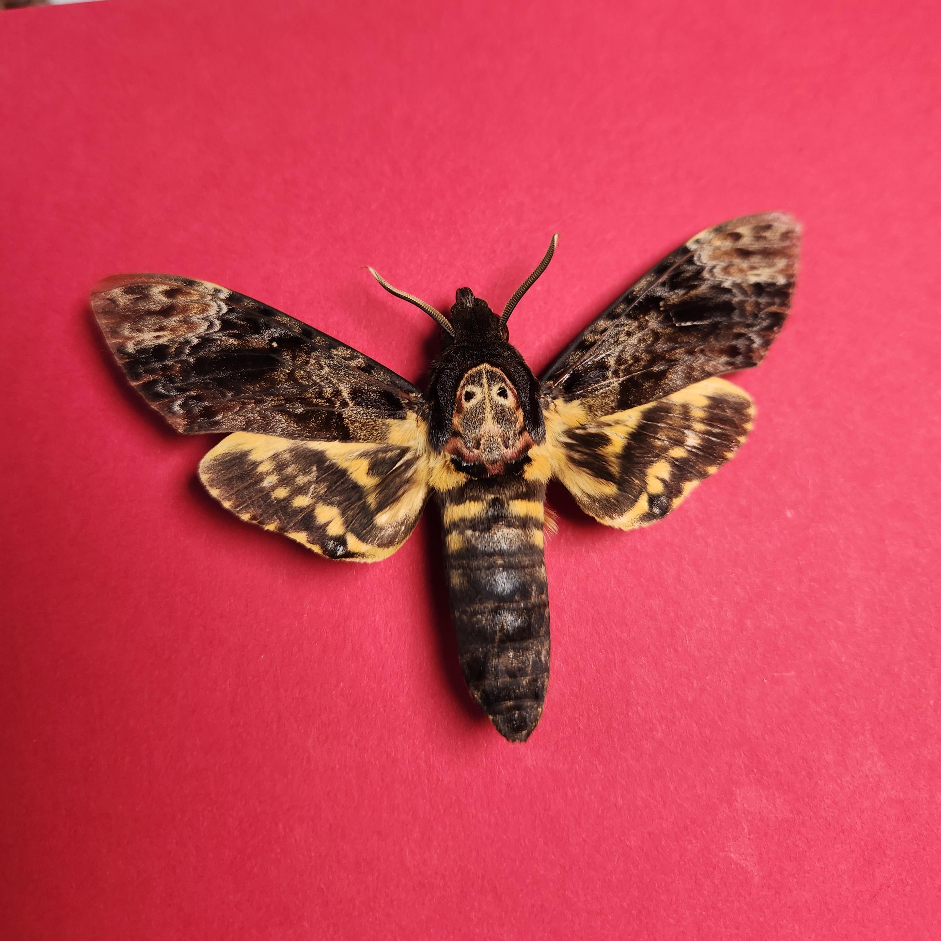 Real Death's Head Hawkmoth