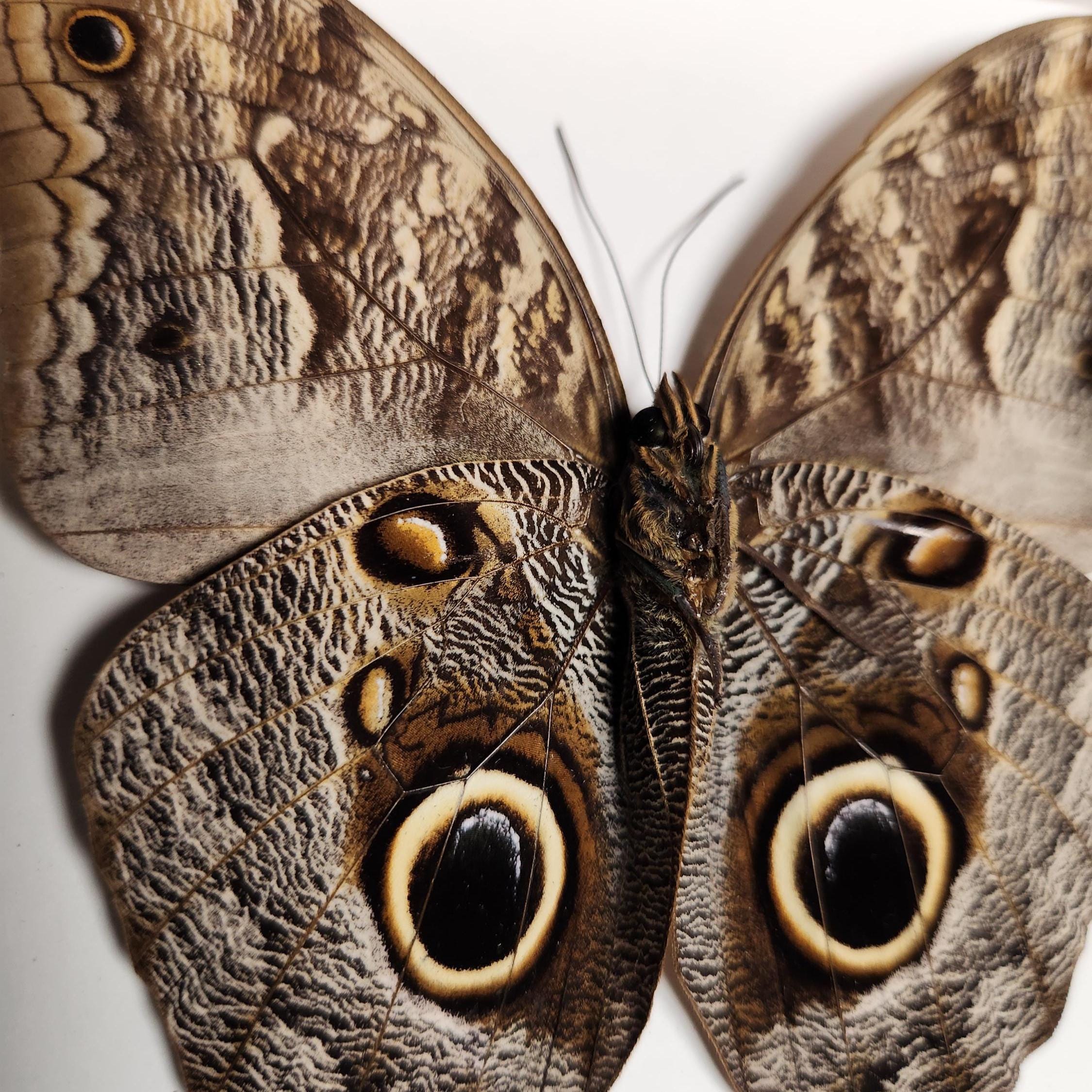 Owl Butterfly