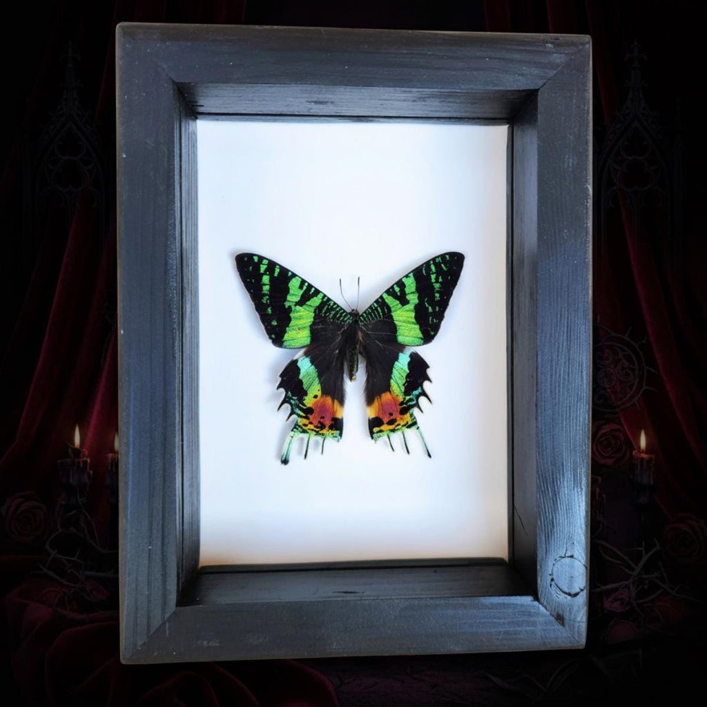 Real Madagascan Sunset Moth
