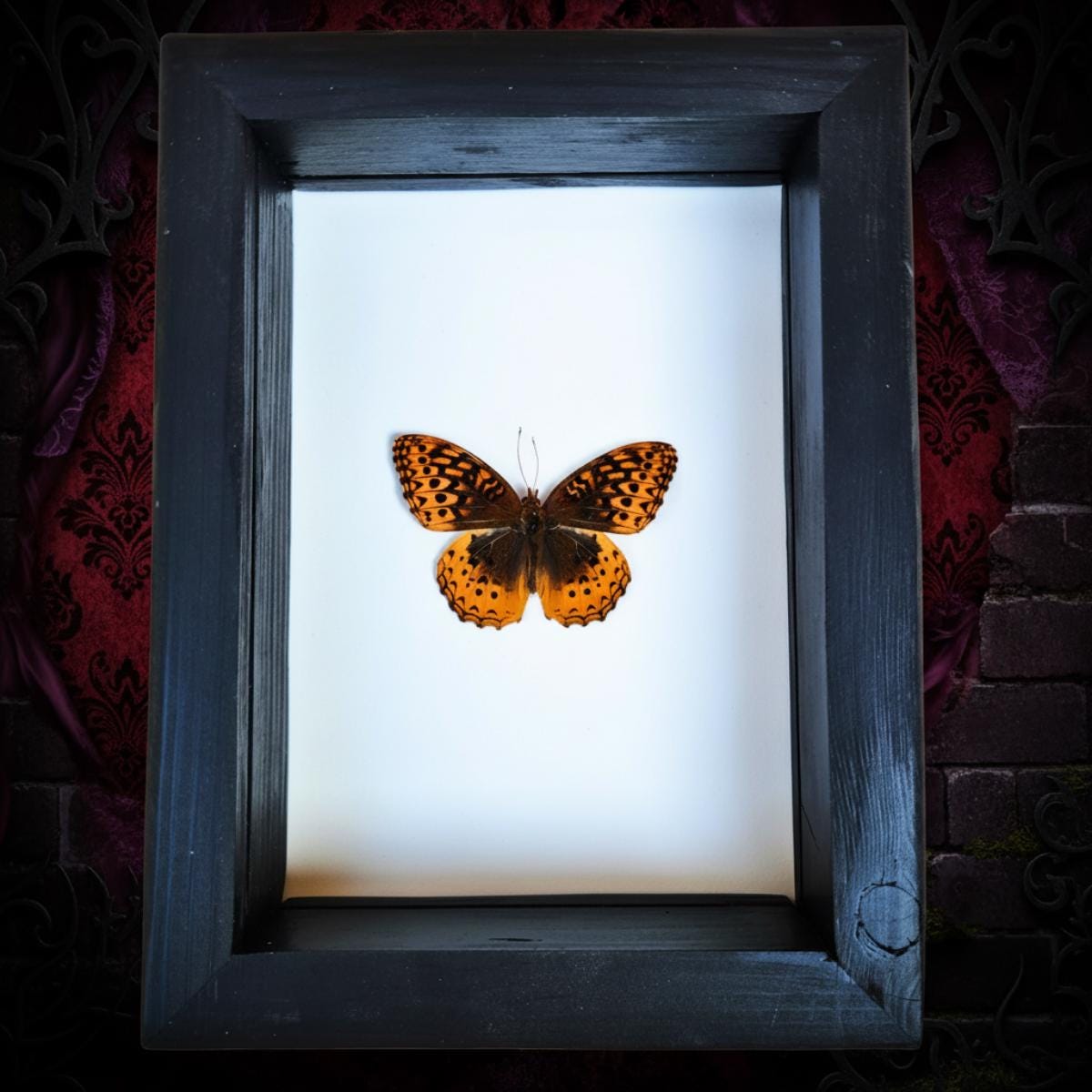 Great Spangled Fritillary Butterfly