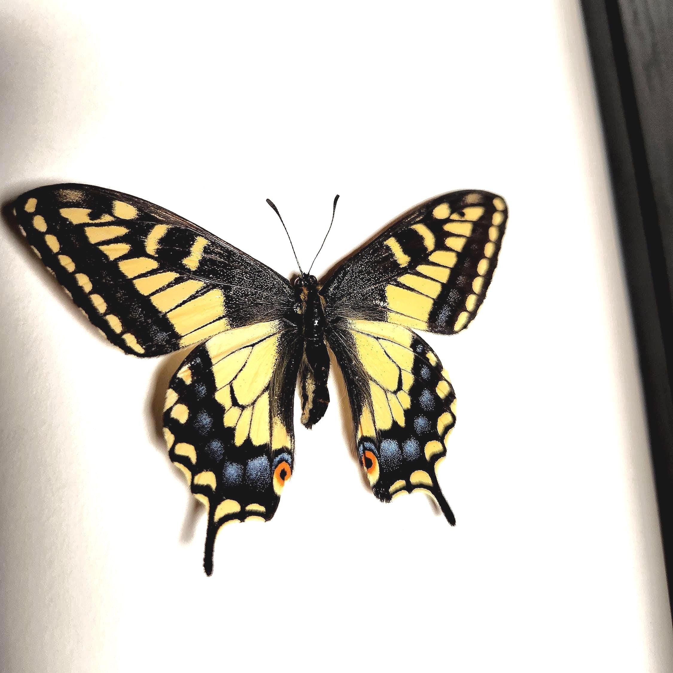 Real Anise Swallowtail Butterfly