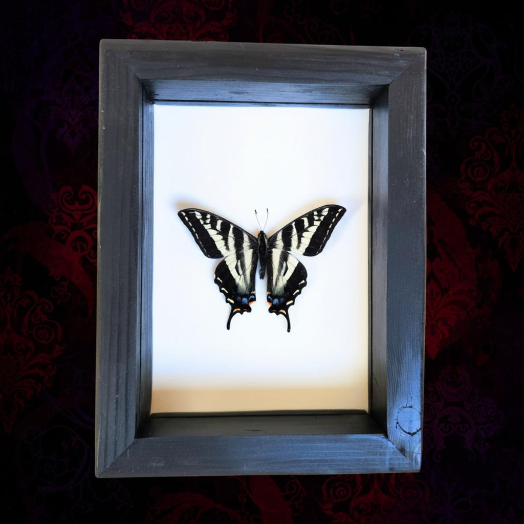 Real Pale Swallowtail Butterfly