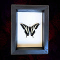Real Pale Swallowtail Butterfly