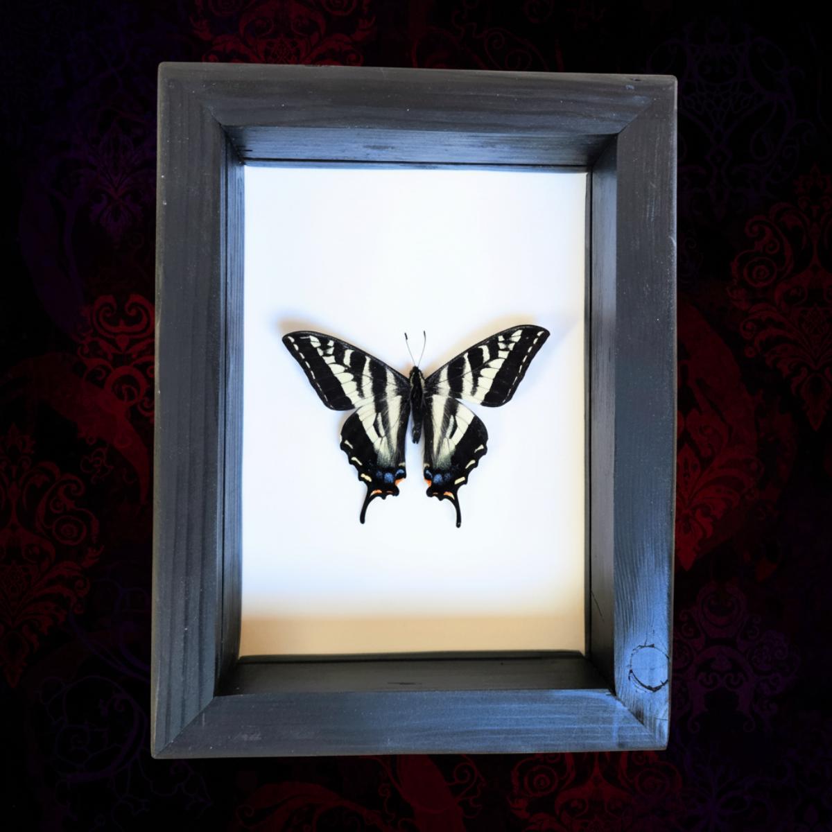 Real Pale Swallowtail Butterfly