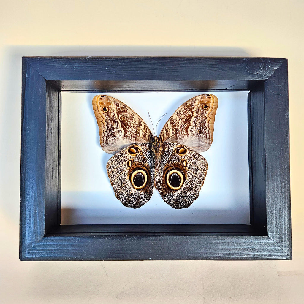Owl Butterfly