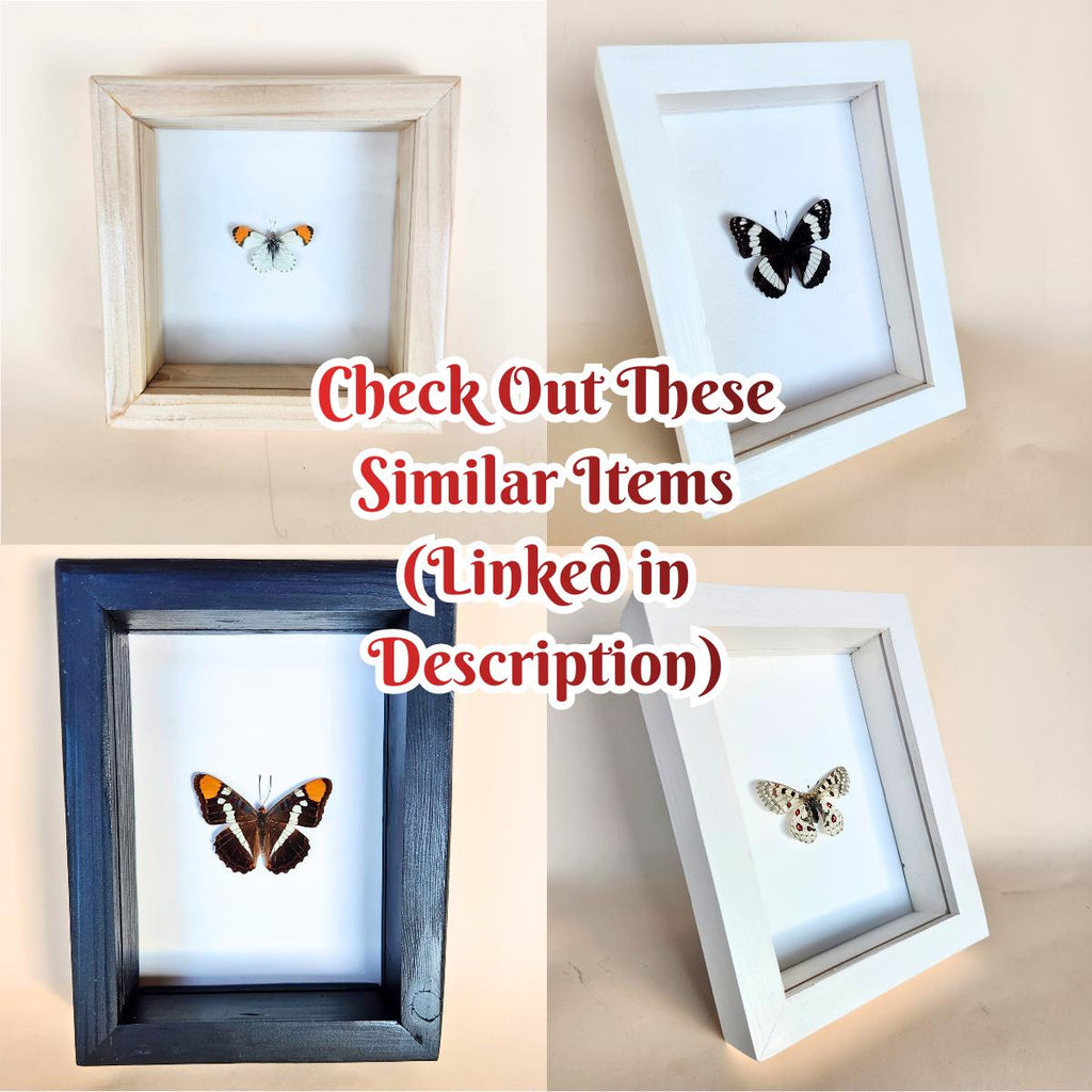 Real Lorquin's Admiral Butterfly