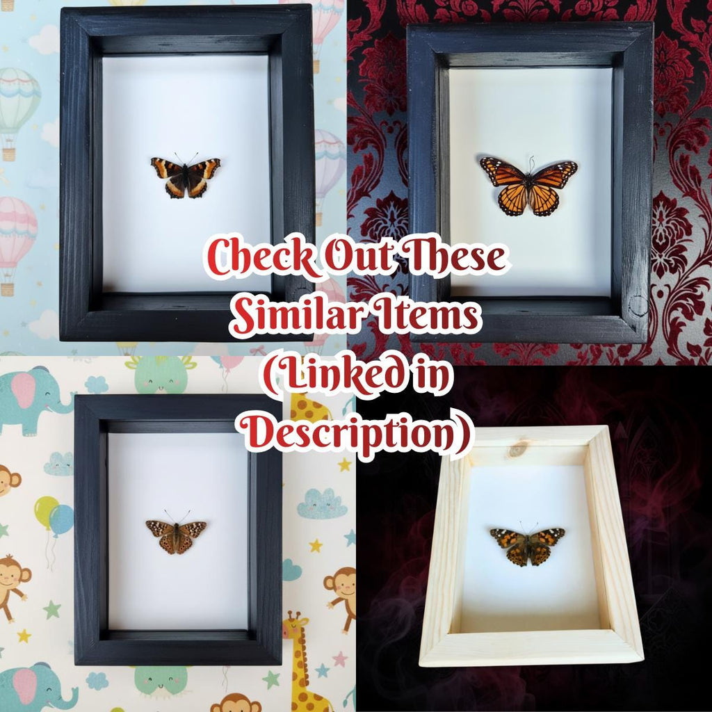 Real California Tortoiseshell Butterfly