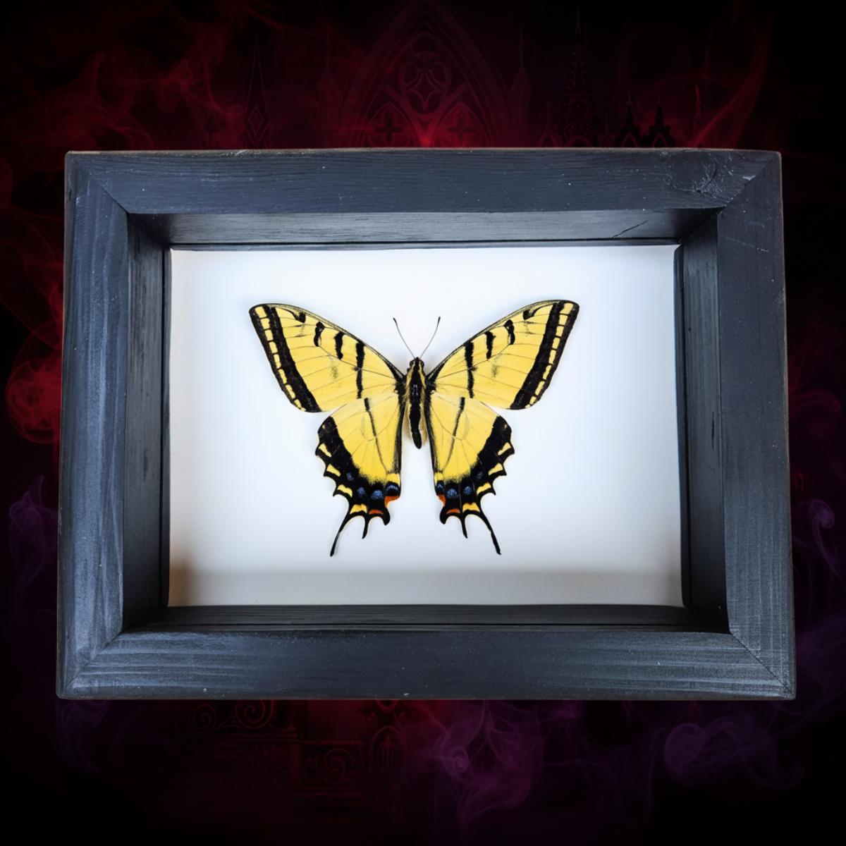 Real Two-Tailed Swallowtail Butterfly