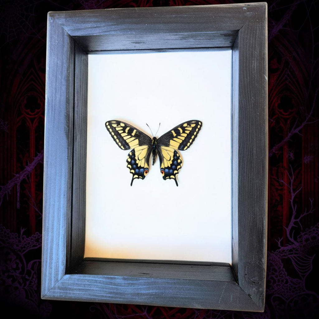 Real Anise Swallowtail Butterfly