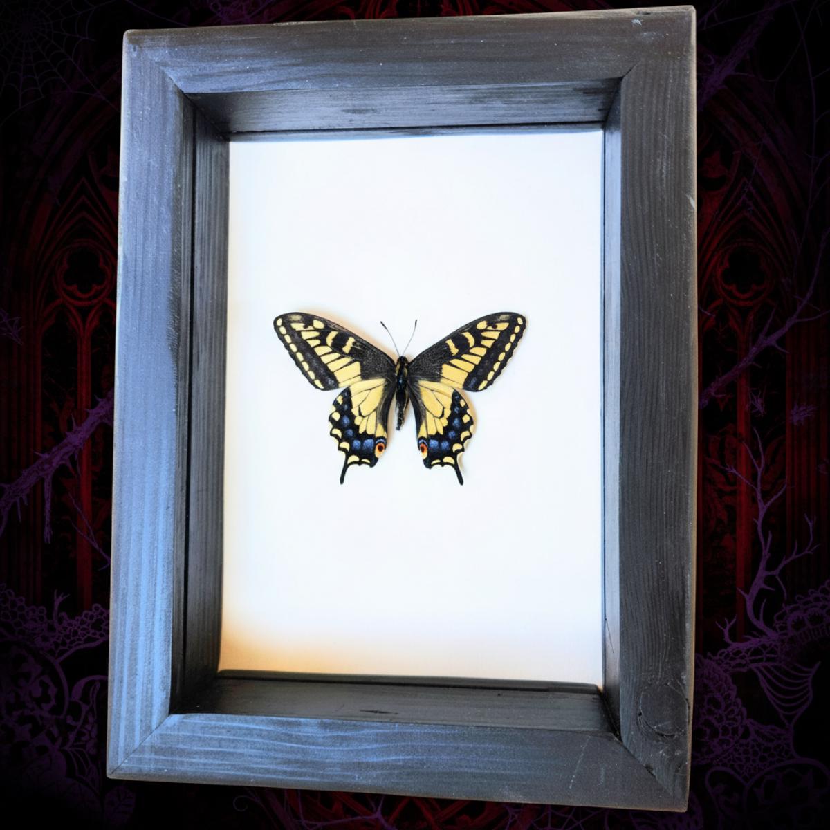 Real Anise Swallowtail Butterfly