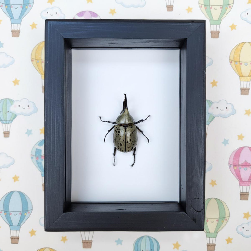 Real Hercules Beetle
