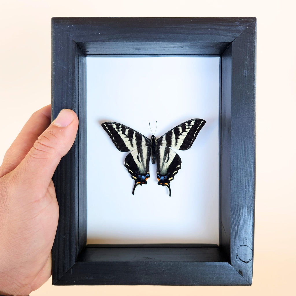 Real Pale Swallowtail Butterfly