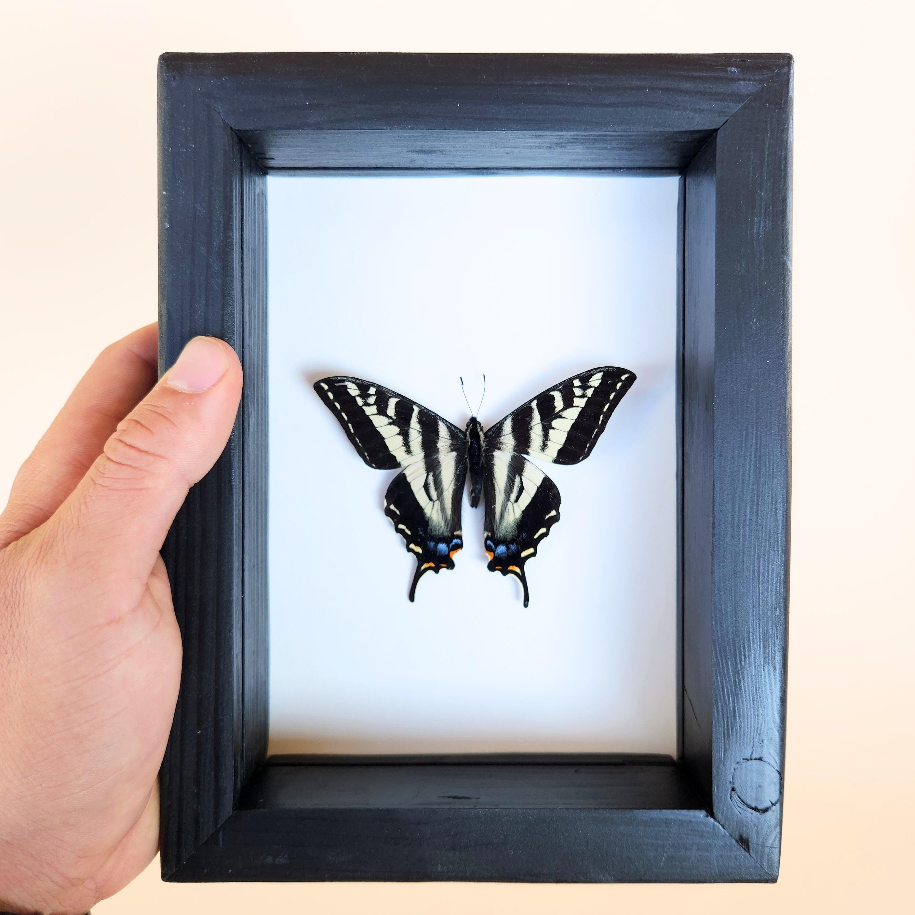 Real Pale Swallowtail Butterfly