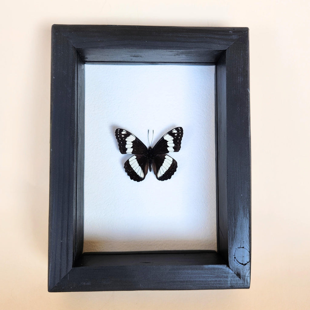 Real Weidemeyer's Admiral Butterfly