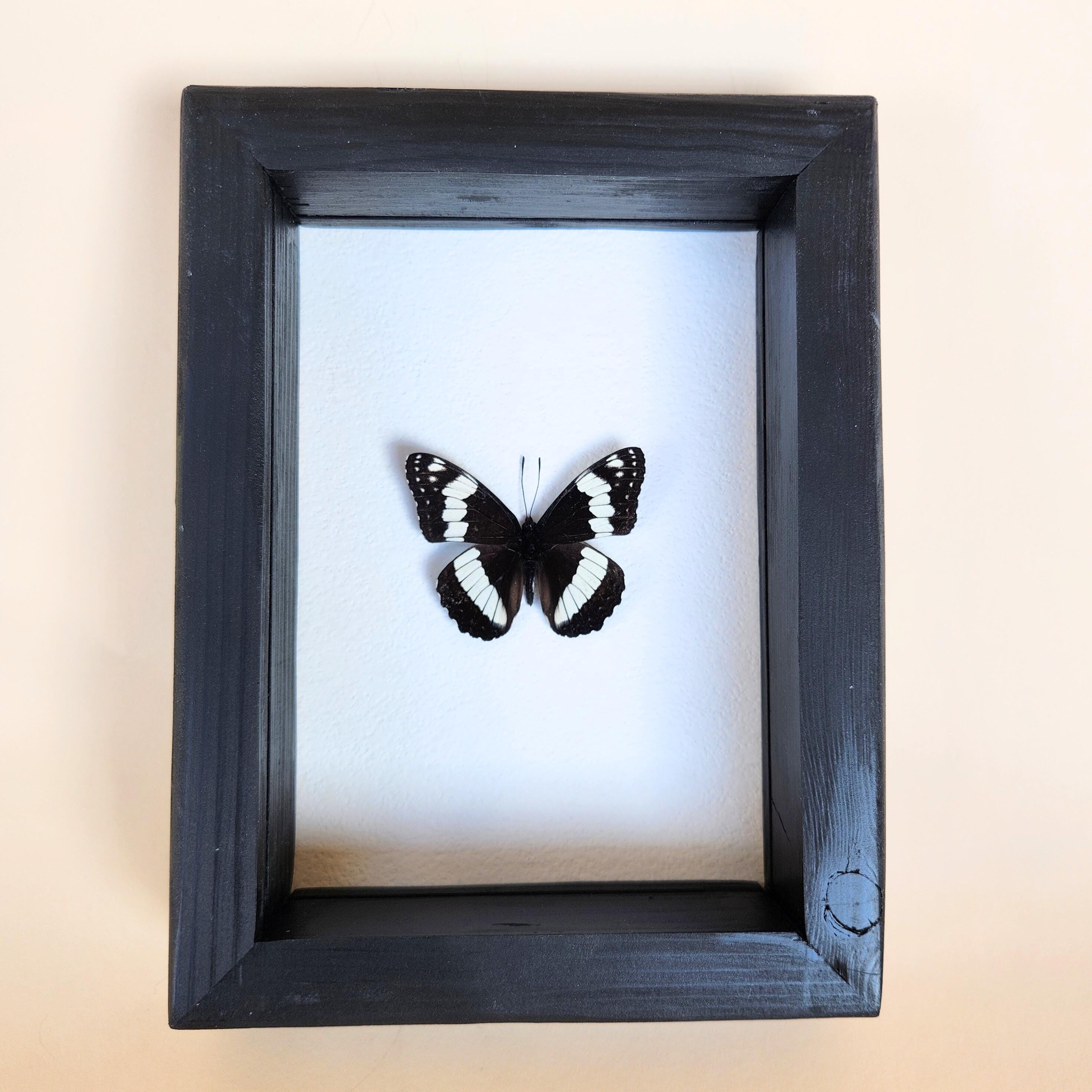 Real Weidemeyer's Admiral Butterfly