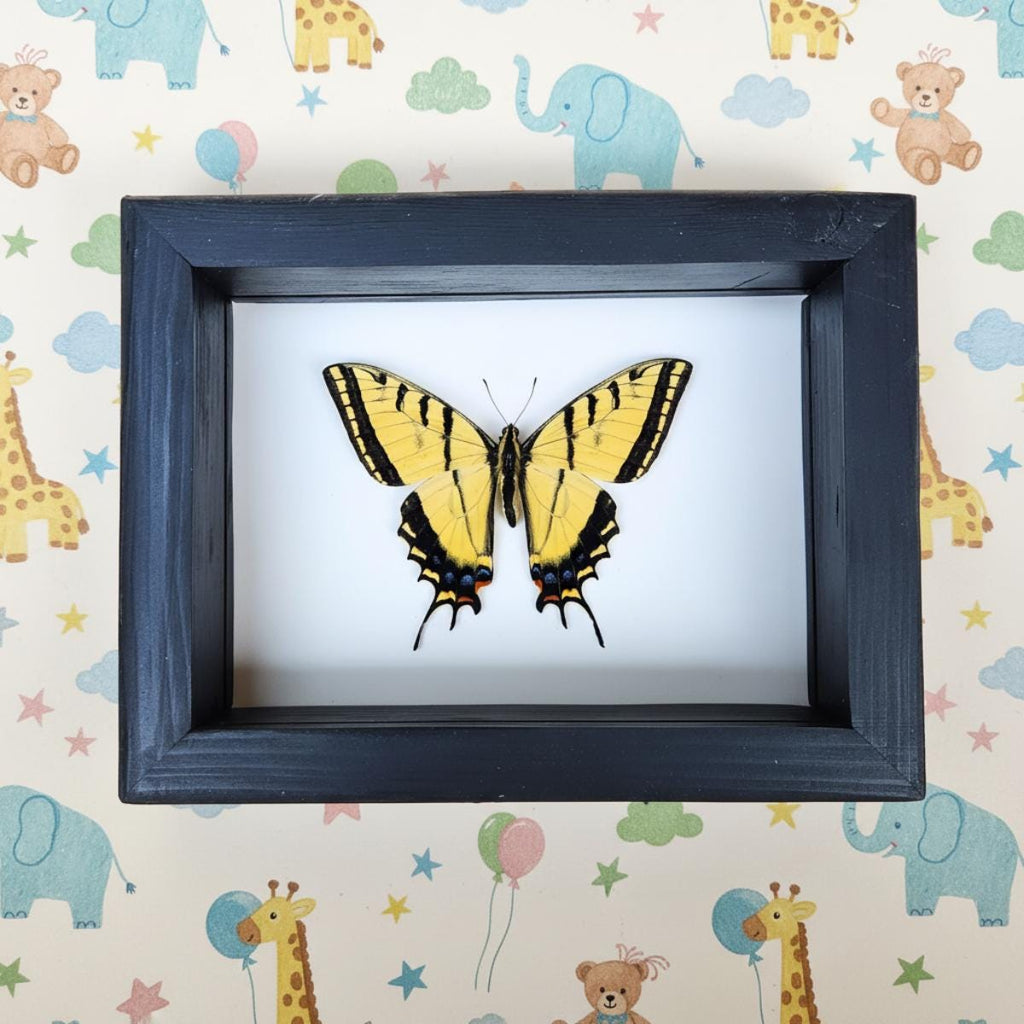Real Two-Tailed Swallowtail Butterfly