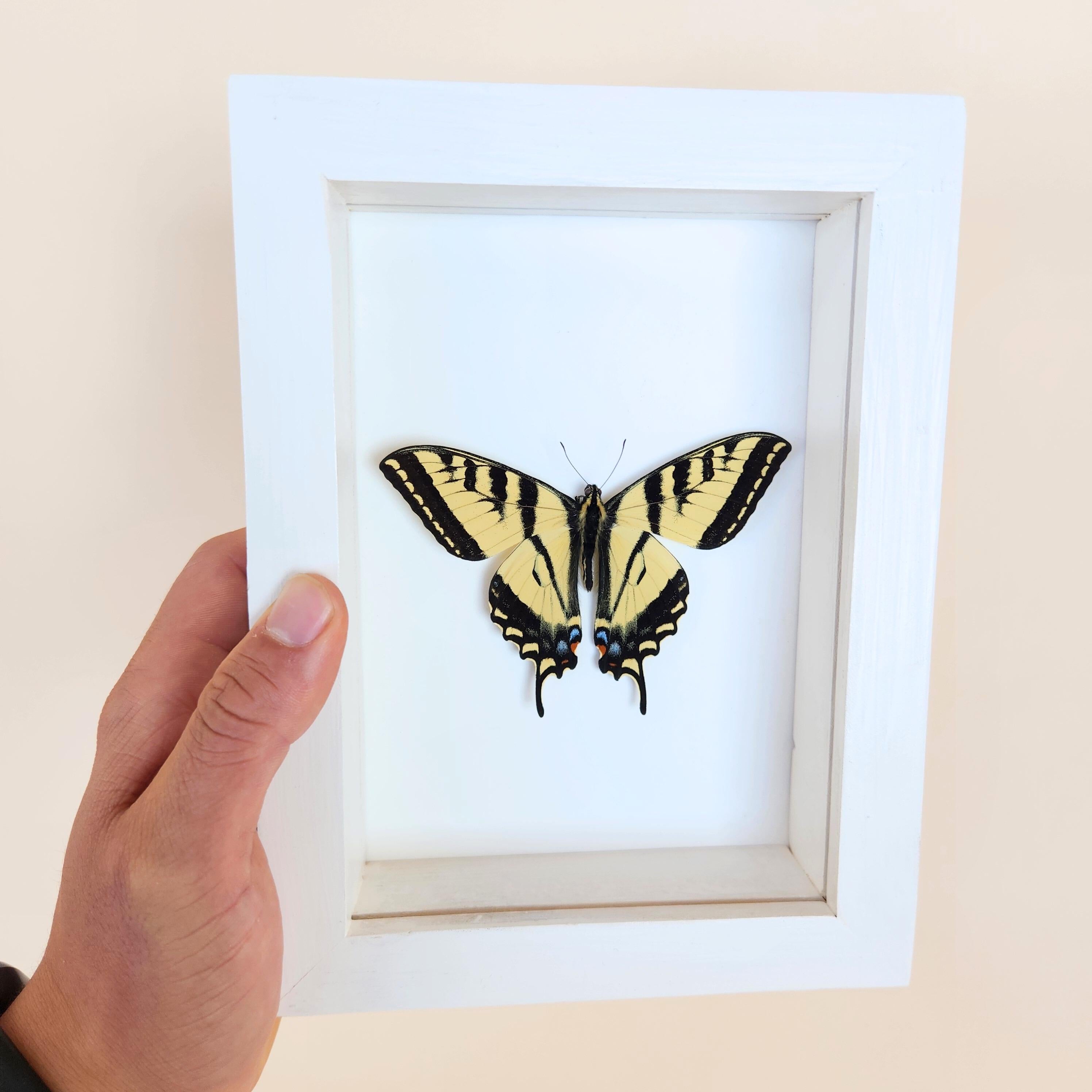 Western Tiger Swallowtail Butterfly