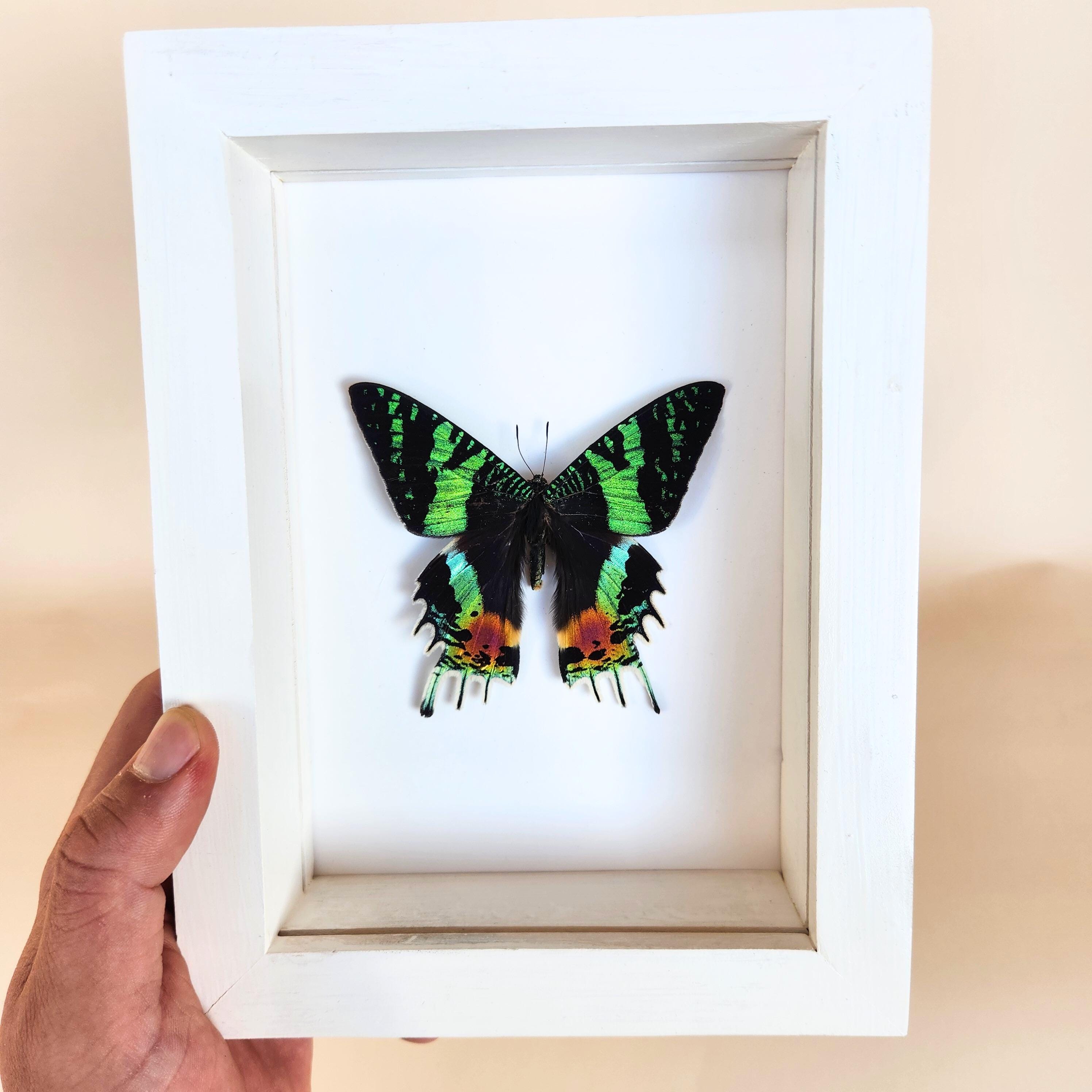 Real Madagascan Sunset Moth