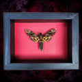 Real Death's Head Hawkmoth