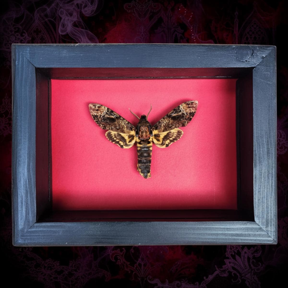 Real Death's Head Hawkmoth