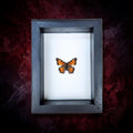 Real California Tortoiseshell Butterfly