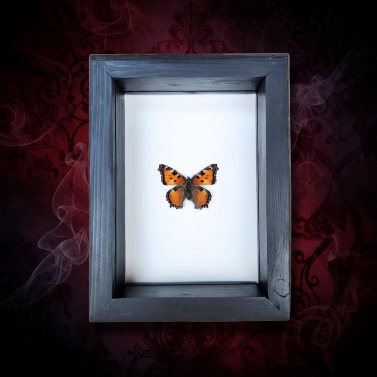 Real California Tortoiseshell Butterfly
