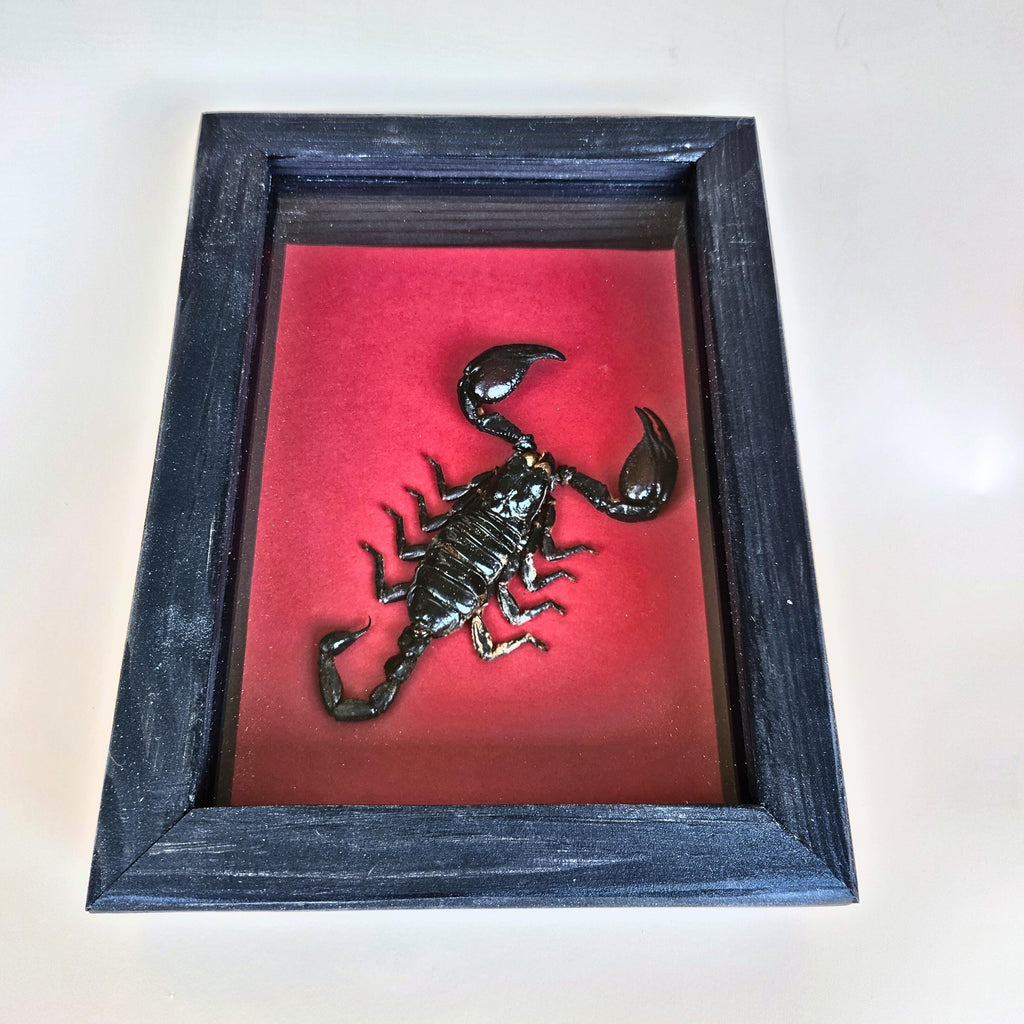 Real Black Scorpion