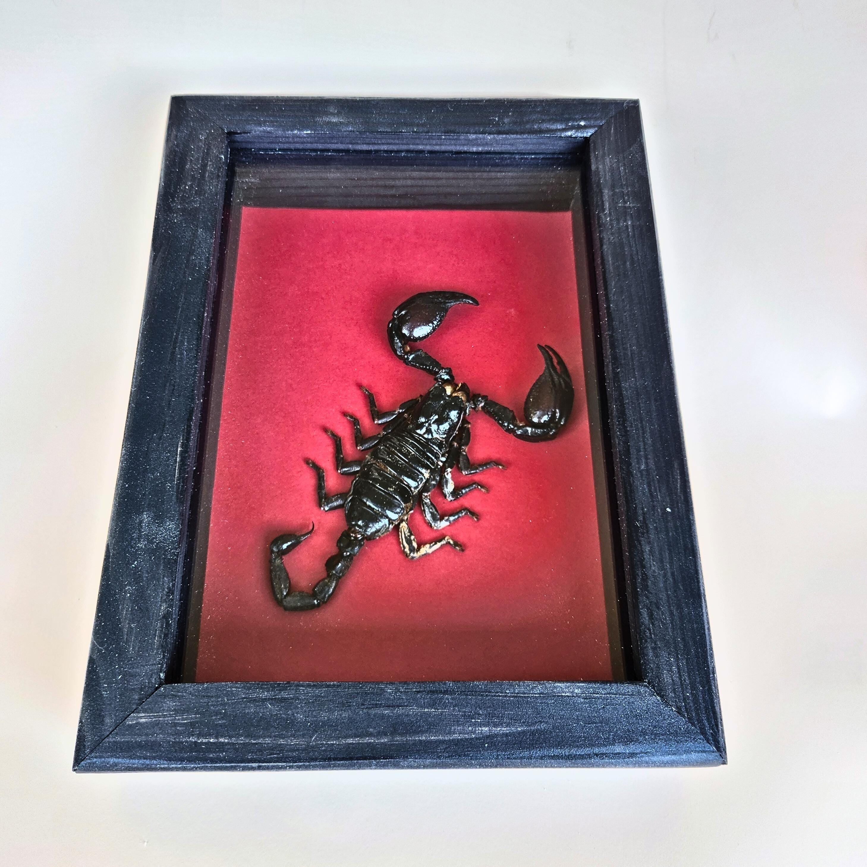 Real Black Scorpion