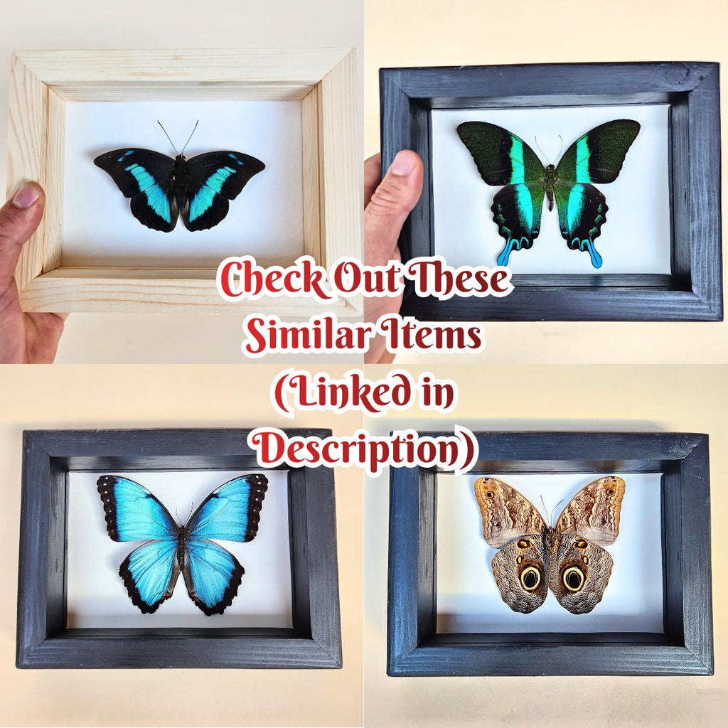 Blue Mountain Swallowtail Butterfly