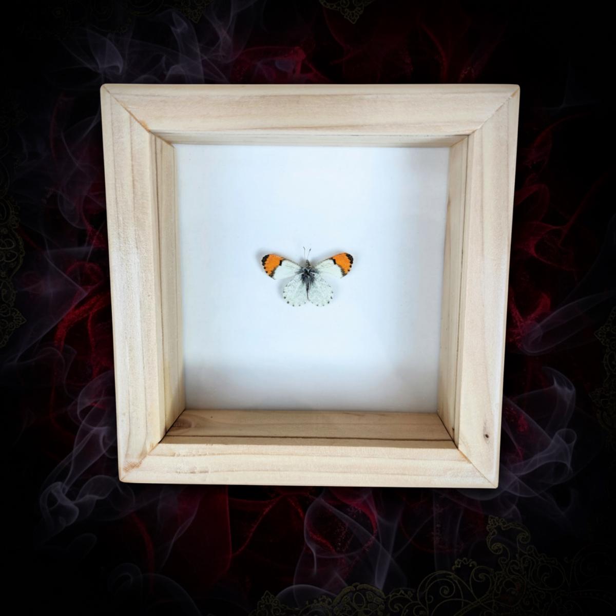 Orange Tip Butterfly