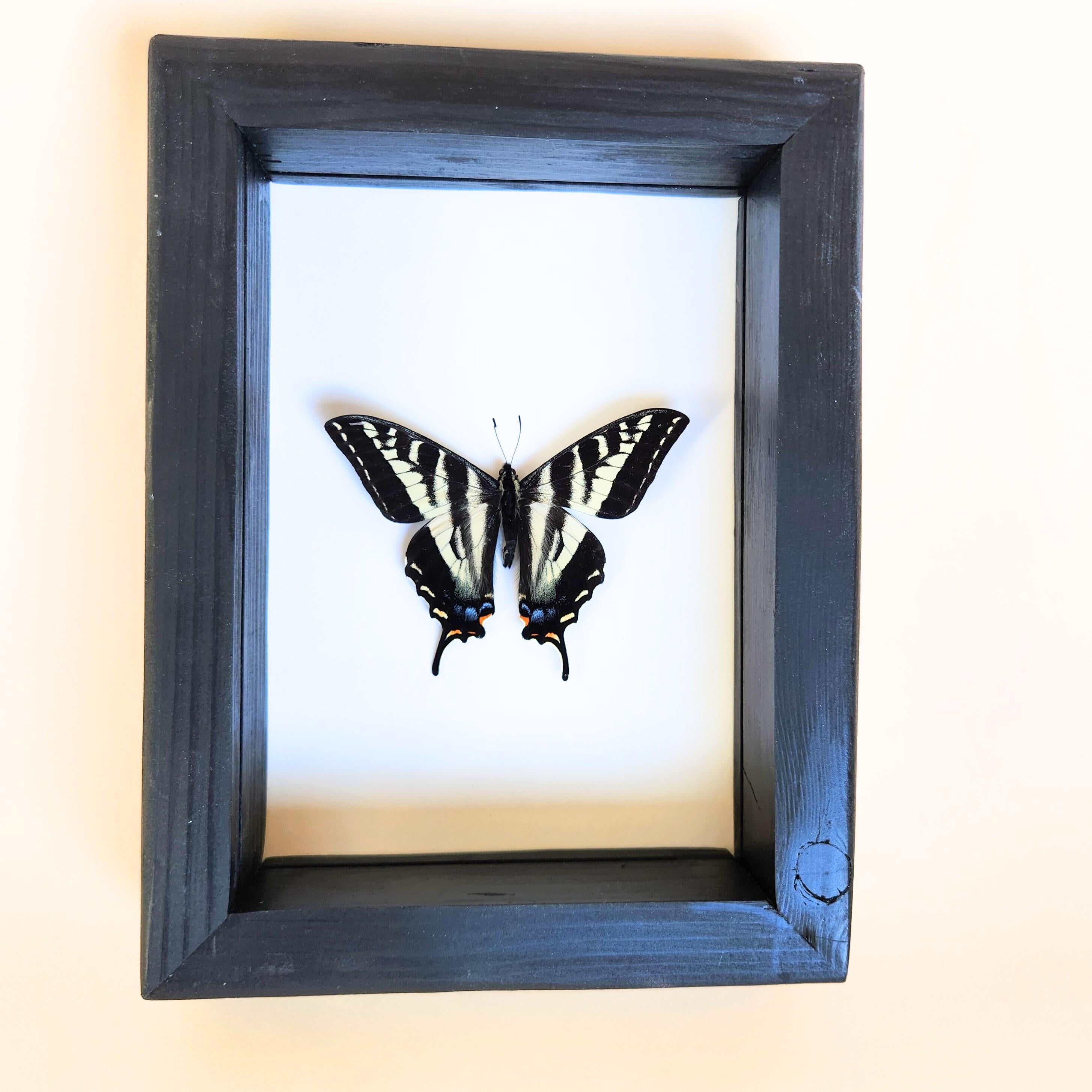 Real Pale Swallowtail Butterfly
