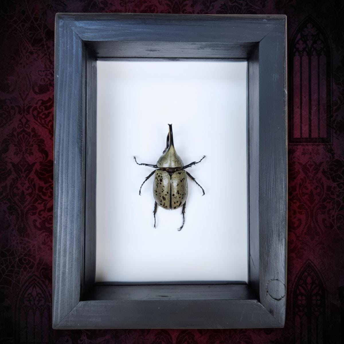 Real Hercules Beetle