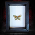 Edward's Fritillary Butterfly