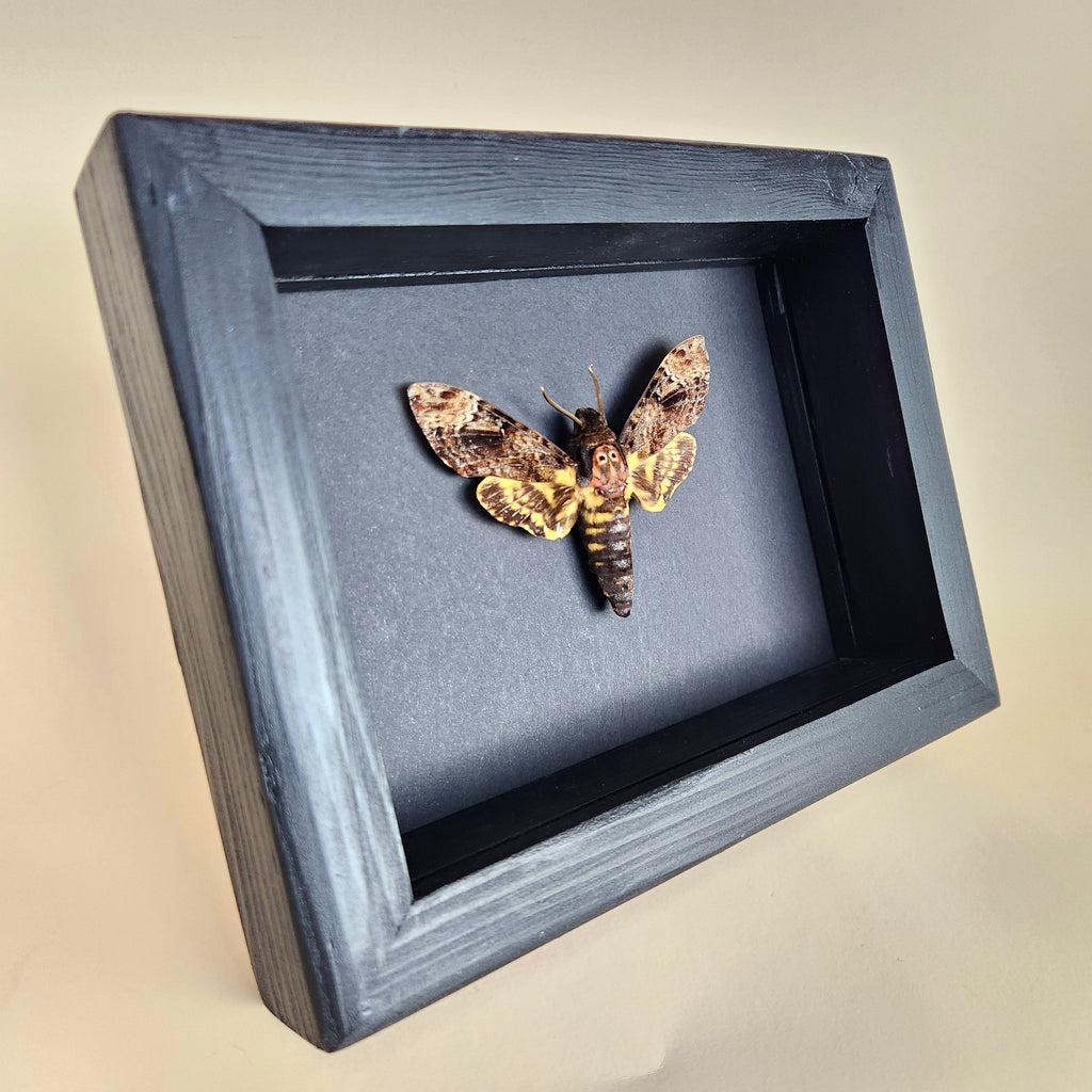 Real Death Head Hawkmoth