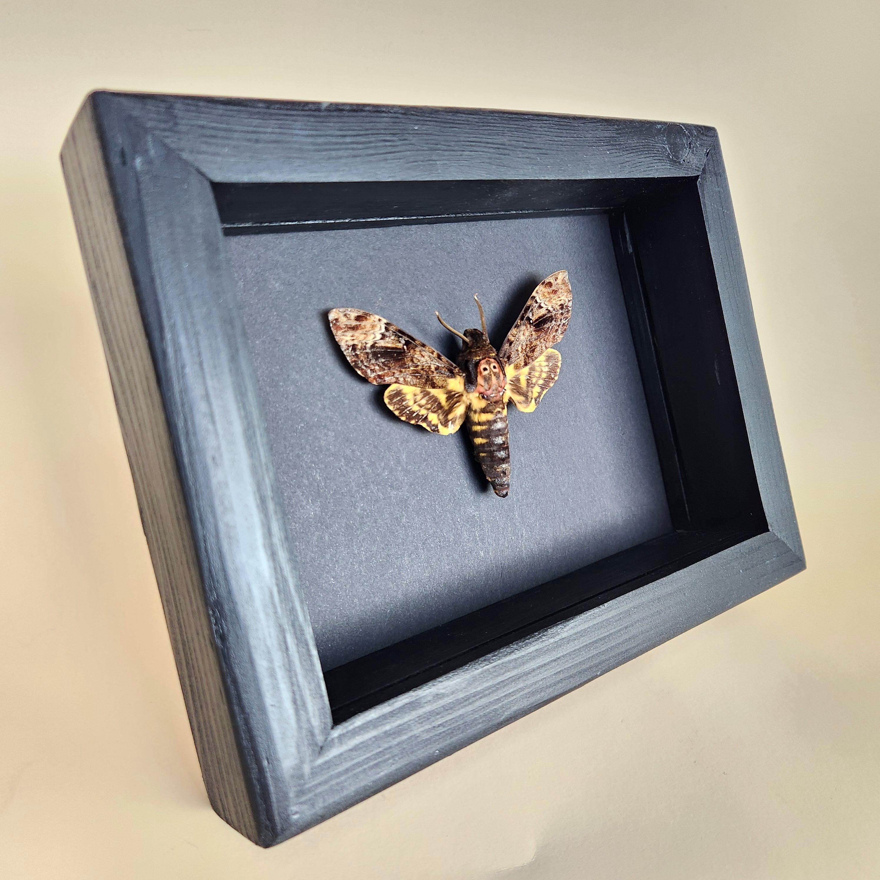 Real Death Head Hawkmoth