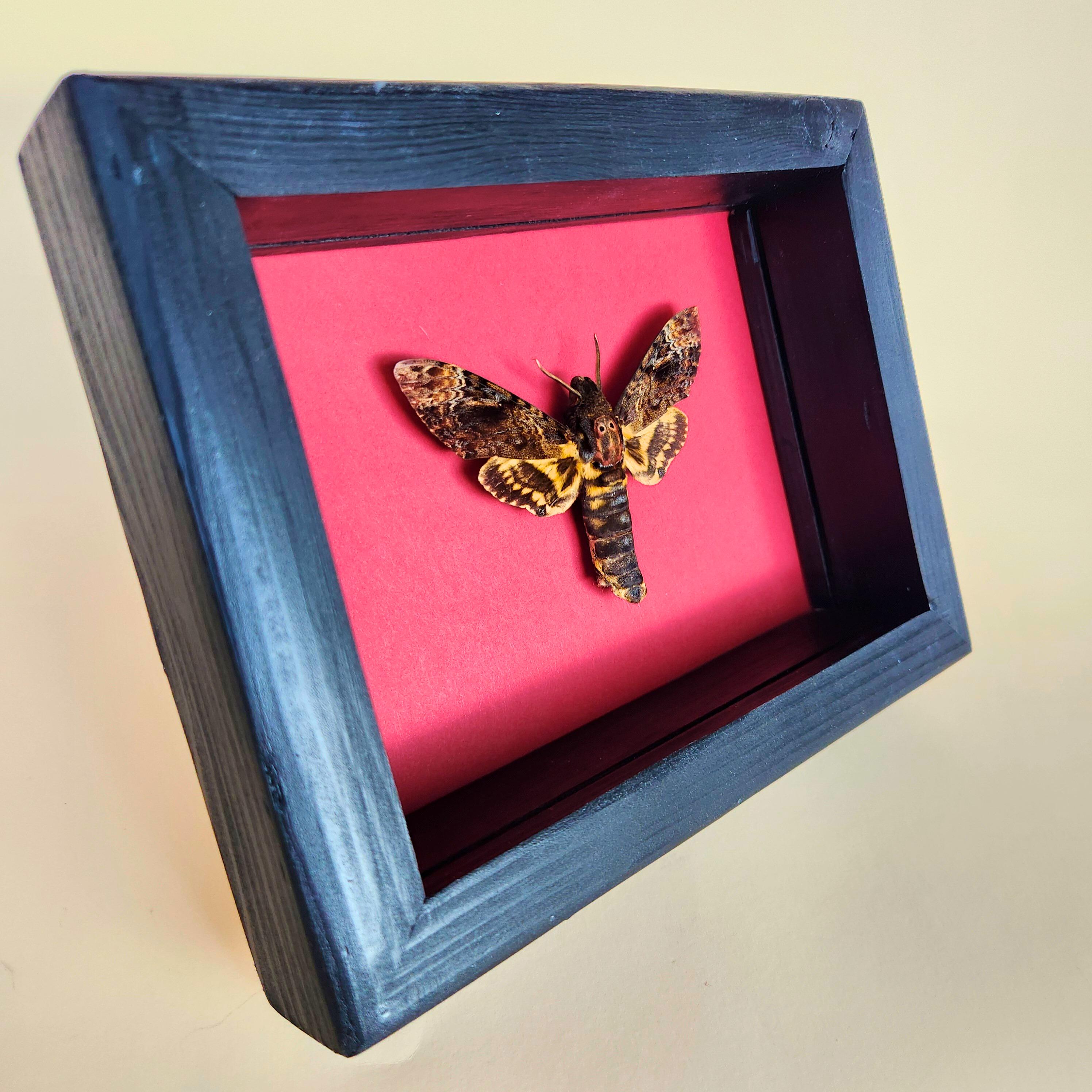 Real Death's Head Hawkmoth