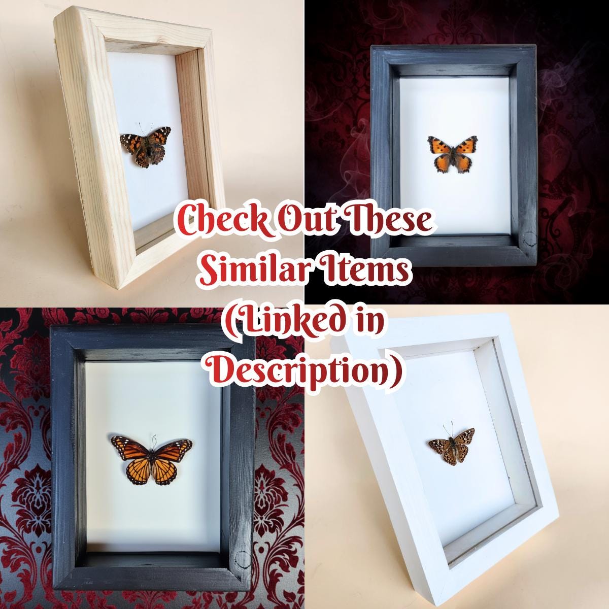 Milbert's Tortoiseshell Butterfly