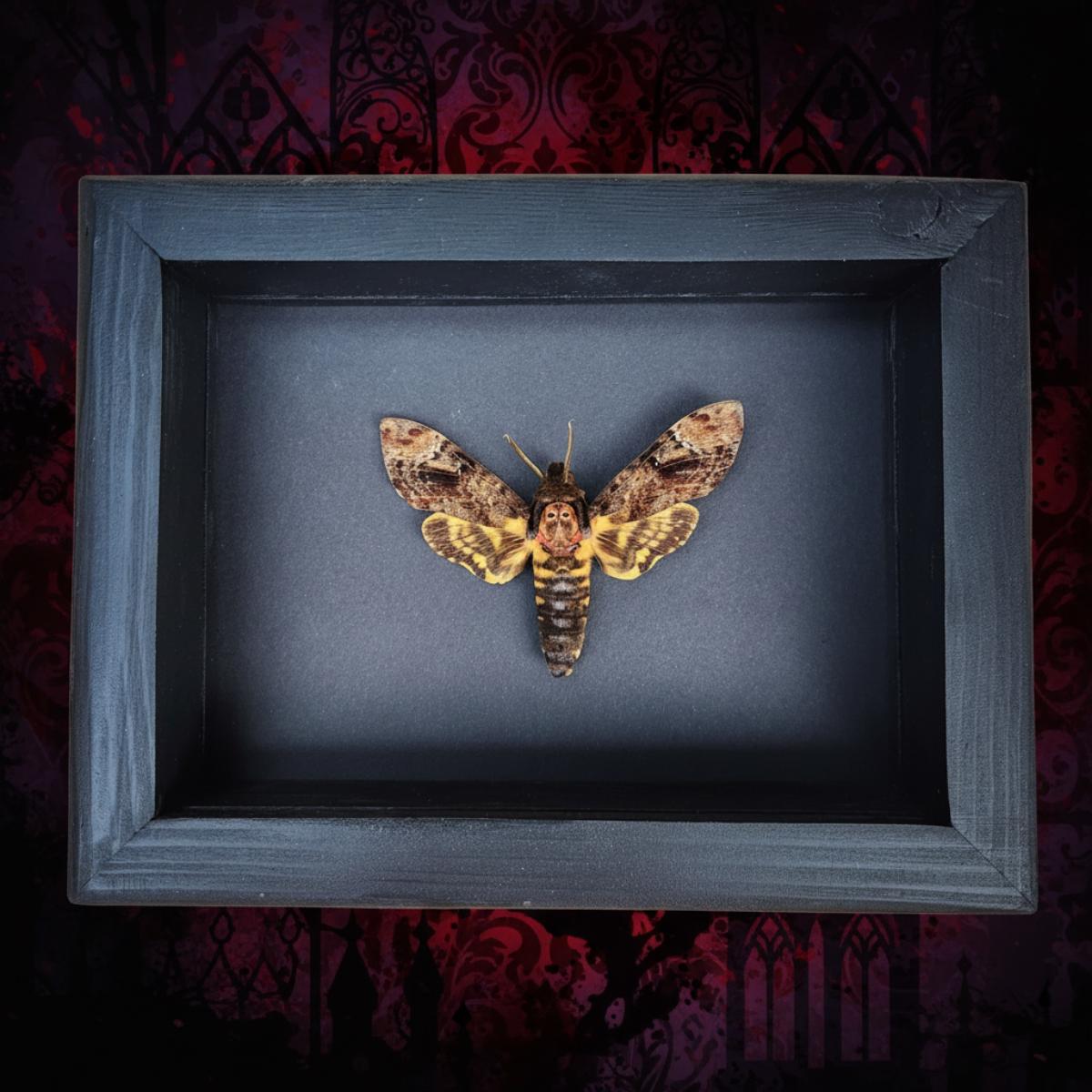 Real Death Head Hawkmoth